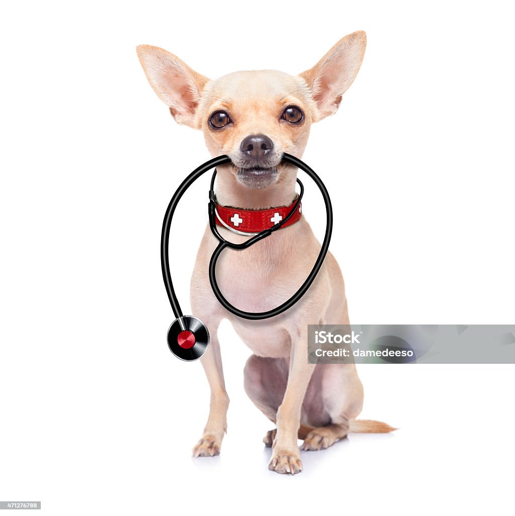 Dog with stethoscope around neck chihuahua dog as a medical veterinary doctor with stethoscope,isolated on white background Doctor Stock Photo