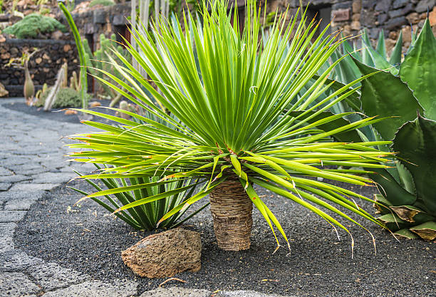 istock View of cactus garden , Lanzarote 471276800