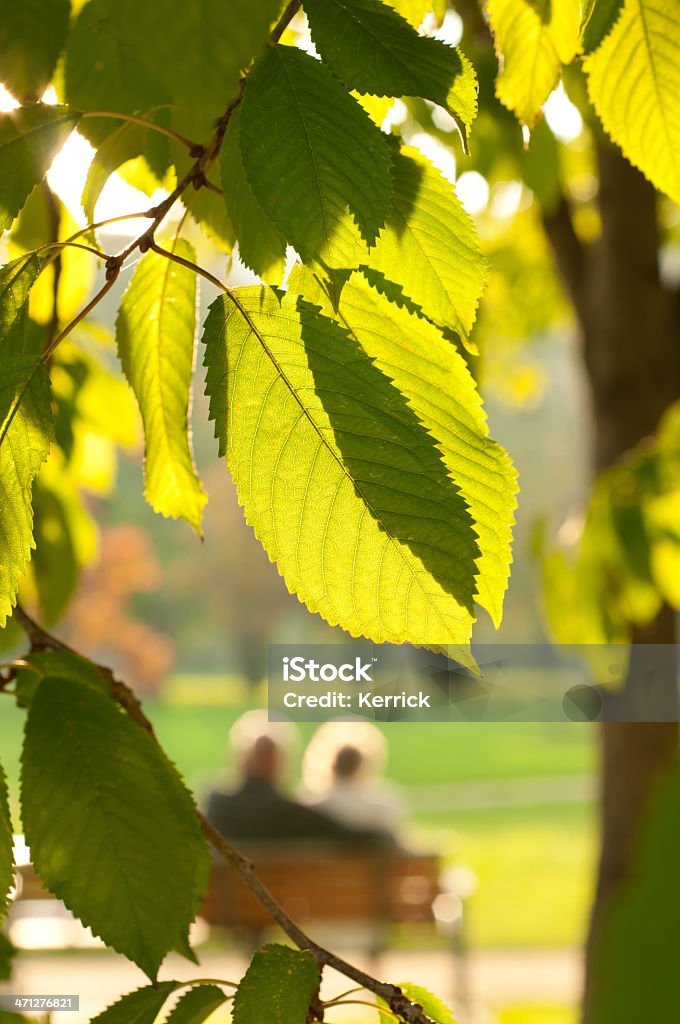 Konzept "zusammen" Paar auf Bank und zwei leafs - Lizenzfrei Baum Stock-Foto