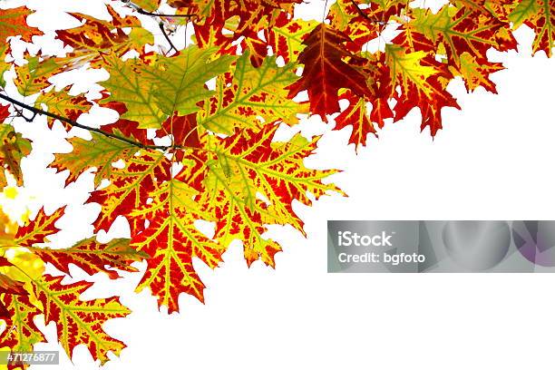 Herbst Laub Auf Weiß Stockfoto und mehr Bilder von Blatt - Pflanzenbestandteile - Blatt - Pflanzenbestandteile, Rand, Baum