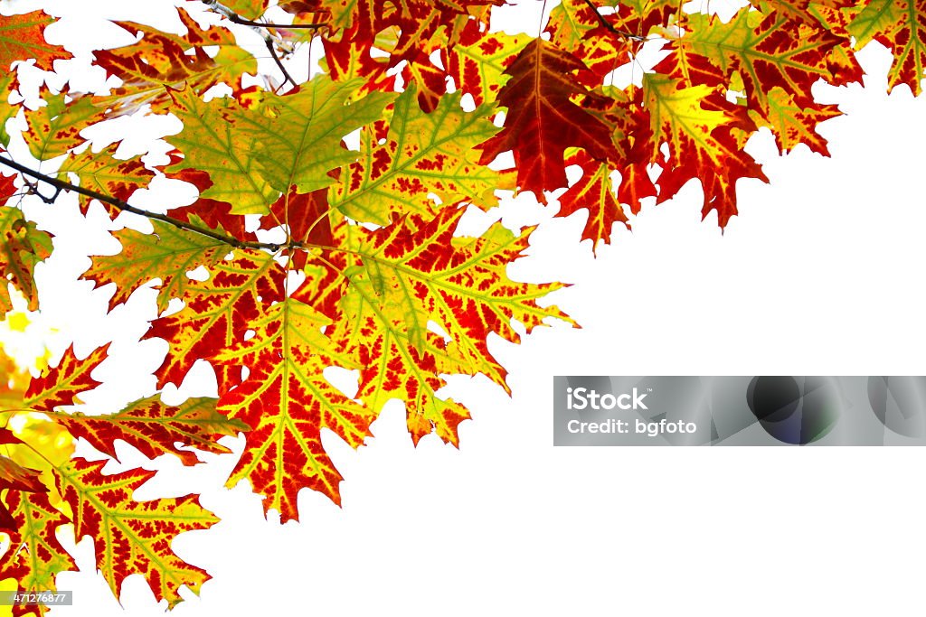 Follaje de otoño sobre blanco - Foto de stock de Borde libre de derechos