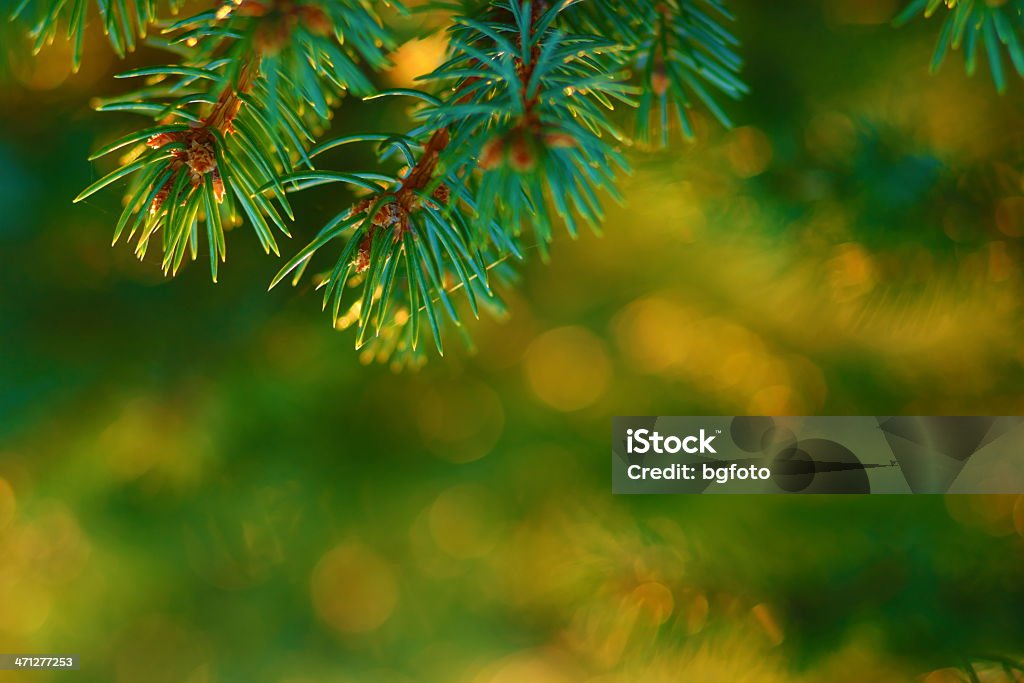 Christmas Tree "Real"Pine braches with glittering light. Autumn Stock Photo