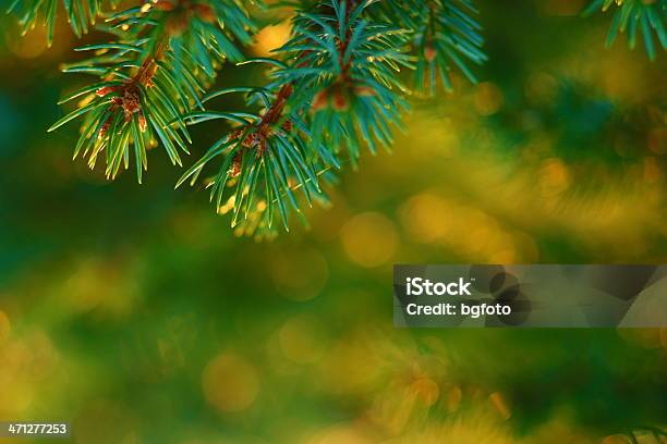 Christmas Tree Stock Photo - Download Image Now - Autumn, Backgrounds, Branch - Plant Part