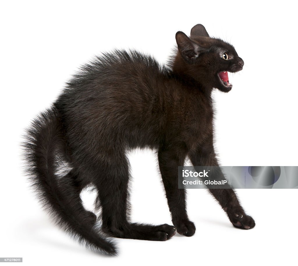 Seitenansicht des ängstliches Schwarze Kätzchen stehen. - Lizenzfrei Angst Stock-Foto