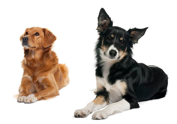istock Border collie and a Nova scotia duck-tolling retriever, lying 471278035