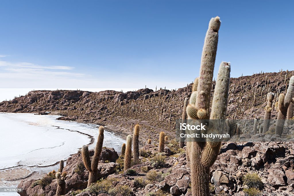 Fish Island on Salar de Uyuni Inkawasi (Quechua, meaning "Inca house"), also Isla del Pescado, Isla de los Pescadores or Isla Inca Huasi, is an island in the middle of Salar de Uyuni.Salar de Uyuni (or Salar de Tunupa) is the world's largest salt flat at 10,582 square kilometers (4,086 sq mi). It is located in the Potosi and Oruro departments in southwest Bolivia, near the crest of the Andes, and is elevated 3,656 meters (11,995 ft) above the mean sea level. The Salar was formed as a result of transformations between several prehistoric lakes. It is covered by a few meters of salt crust, which has an extraordinary flatness with the average altitude variations within one meter over the entire area of the Salar. Adventure Stock Photo