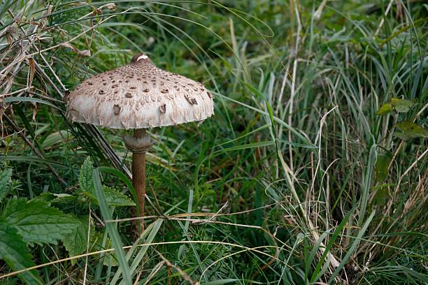 istock Parasol mushroom in grass . 471278611