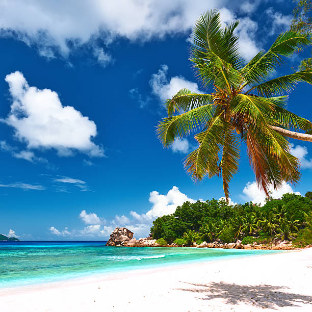 istock Beautiful beach with palm tree at Seychelles 471279136