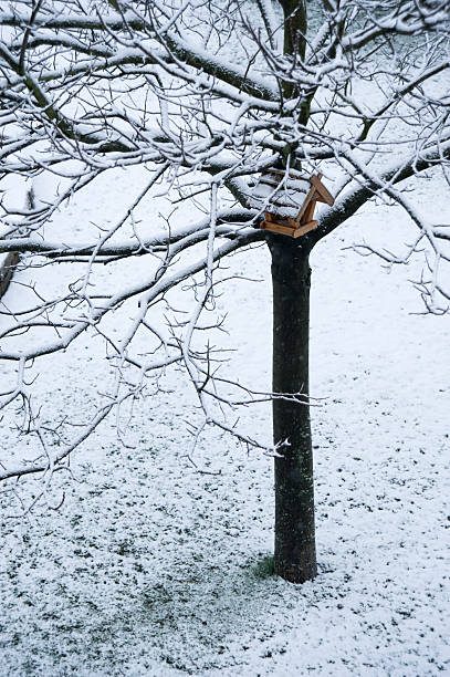 istock Tree in the winter with bird house 471279383