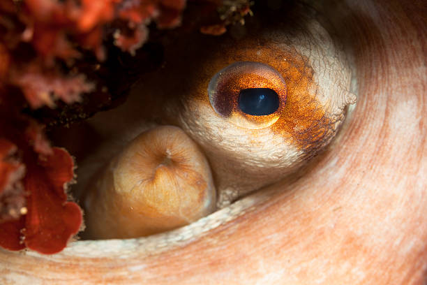 The intelligent and inquisitive eye of the common Mediterranean Octopus Octopus vulgaris hiding in the reef, North West Cominotto Island, Malta. 