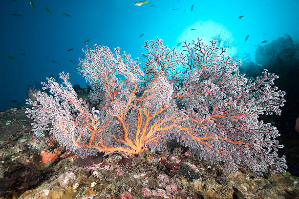 Gorgonian Coral Queen, USAT Liberty Shipwreck, Tulamben, North Bali, Indonesia stock photo