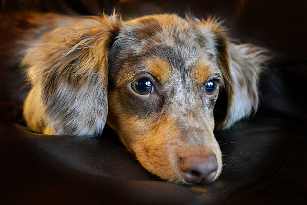 Chihuahua Dachshund Hybrid Dog called Mexican Hotdog or Chiweenie Soft lighting and effect of a chocolate and strawberry dapple chihuahua dachshund puppy mix known as a "Mexican Hotdog" or "German Taco" with a hybrid name of chiweenie. Soft lighting and soft focus for effect. wire haired stock pictures, royalty-free photos & images