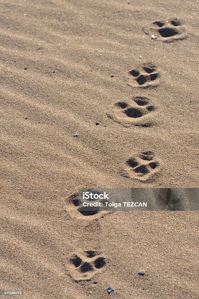 Pawprints - Royalty-free Areia Foto de stock