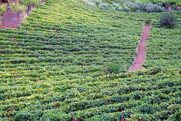 Malvasia plantation A "Malvasia" vineyard plantation in the Salina island; Aeolian islands, Sicily. Italy. salina sicily stock pictures, royalty-free photos & images