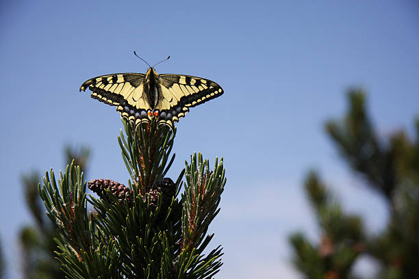 Swallowtail in the mountains stock photo