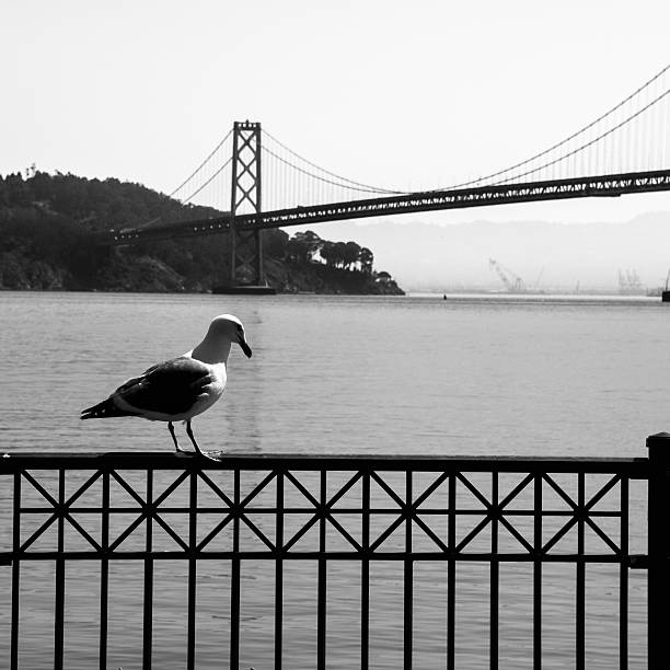 istock Seagull and Oakland Bay Bridge in background 471282942