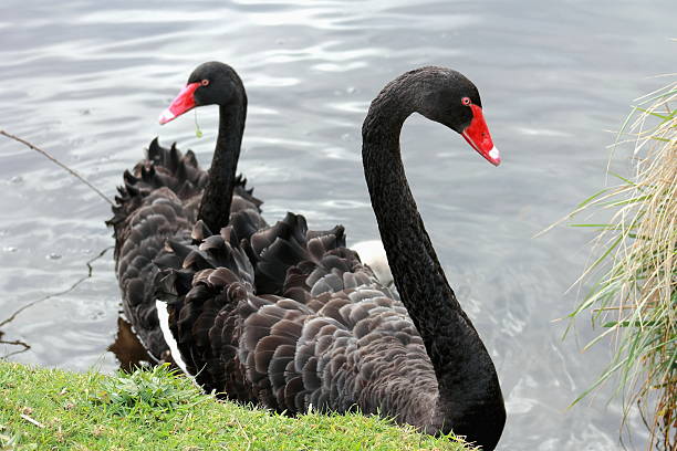 istock Pair of Black Swans 471283296