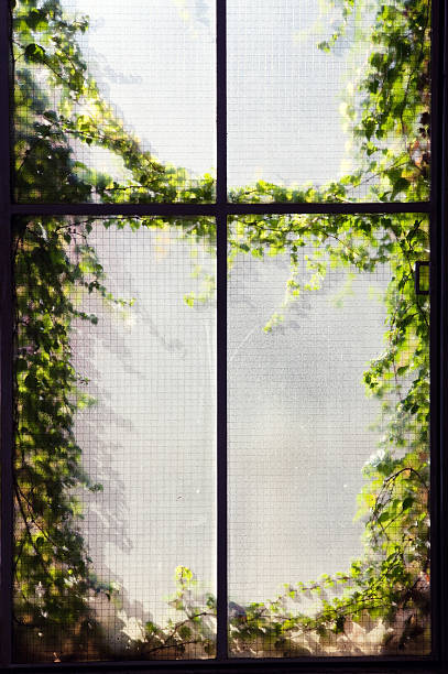 istock Garden behind the opal glass 471283403