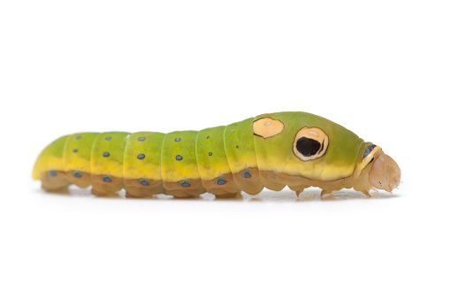 Fascinating larva of the spicebush swallowtail. The big dots are not eyes; they are markings to help disguise the caterpillar as a scary snake to ward off predators. They even have a catchlight built in. The larva feed on spicebush and sassafras leaves. Tiny blue dots outlined in black run up and down the body. This image was taken a few days after the outdoor ones, and here \