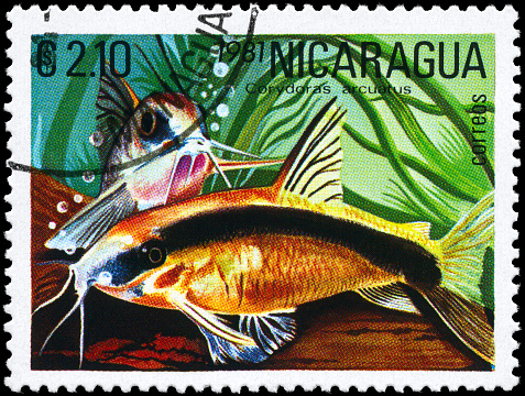 A Stamp printed in NICARAGUA shows image of a Corydoras with the description \