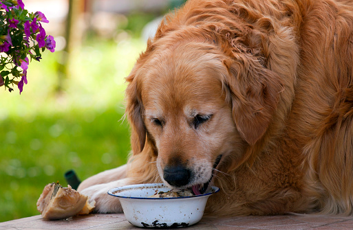 Golden retriever eating from his bowl.