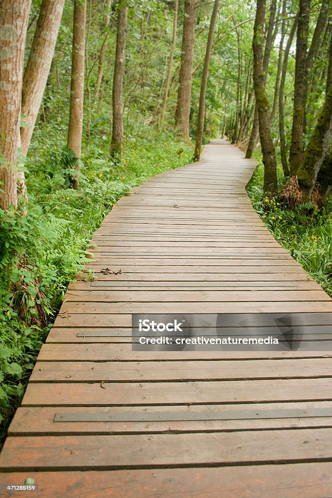 Paseo a lo largo de los árboles - Foto de stock de Aire libre libre de derechos