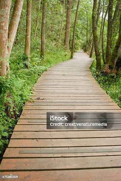 Foto de Boardwalk Pelas Árvores e mais fotos de stock de Arbusto - Arbusto, Aventura, Beleza natural - Natureza