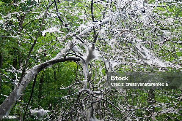 Gronostaj Moth Caterpillartree Ofiara - zdjęcia stockowe i więcej obrazów Bez ludzi - Bez ludzi, Drzewo, Drzewo wiśni