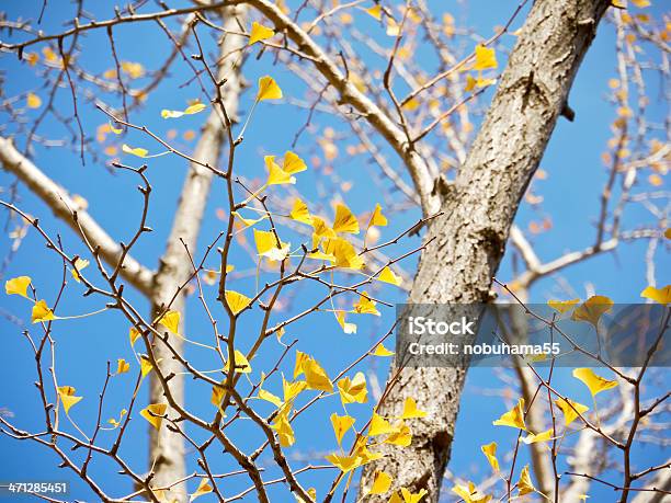 Final De Otoño Ginkgo Amarillo Hojas Contra El Cielo Azul Foto de stock y más banco de imágenes de Aire libre