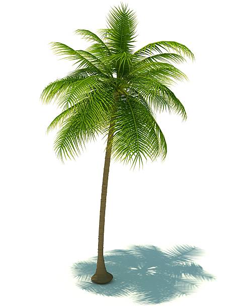 palm tree - torrid photos et images de collection