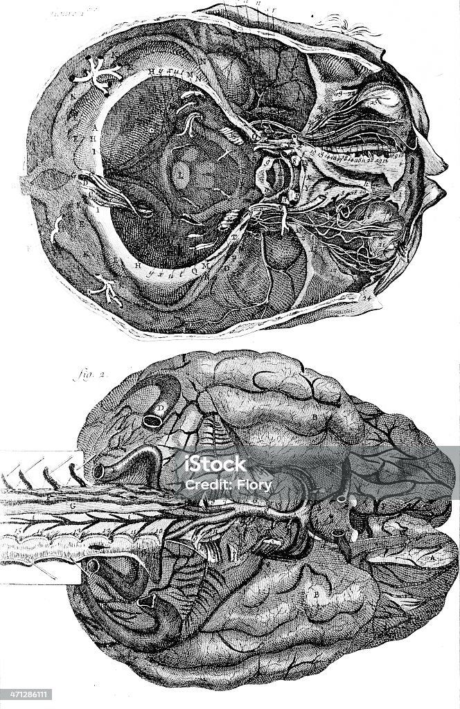 Человеческий мозг engrave - Стоковые иллюстрации Анатомия роялти-фри