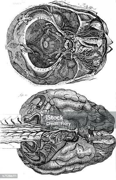 Человеческий Мозг Engrave — стоковая векторная графика и другие изображения на тему Анатомия - Анатомия, Белый фон, Вертикальный