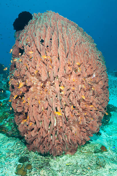 giant esponja-barril receber escola de mar goldies, sumbawa, indonésia - deep sea staghorn coral school of fish - fotografias e filmes do acervo