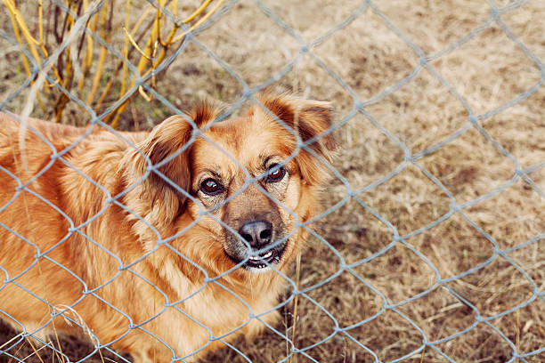 istock red dog pooch with sad eyes behind wire mesh 471286502