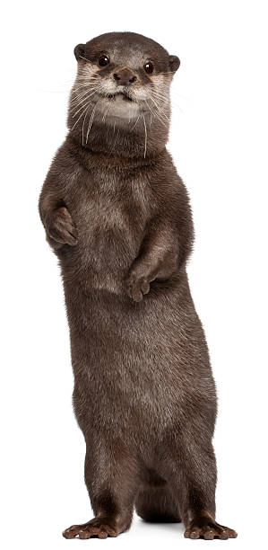 istock Oriental small-clawed otter, Amblonyx Cinereus, standing, white background 471287051