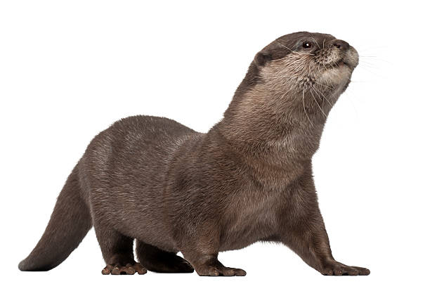 istock Oriental small-clawed otter, Amblonyx Cinereus, walking, white background 471287053