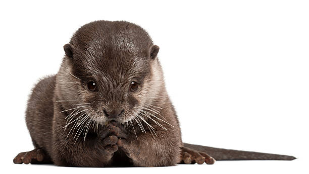 istock Oriental small-clawed otter, Amblonyx Cinereus, sitting, white background 471287055