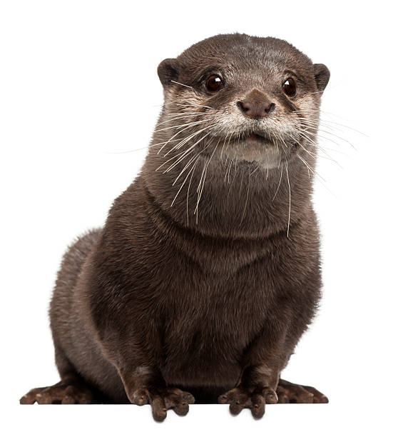istock A cute oriental small-clawed otter on a white background 471287057