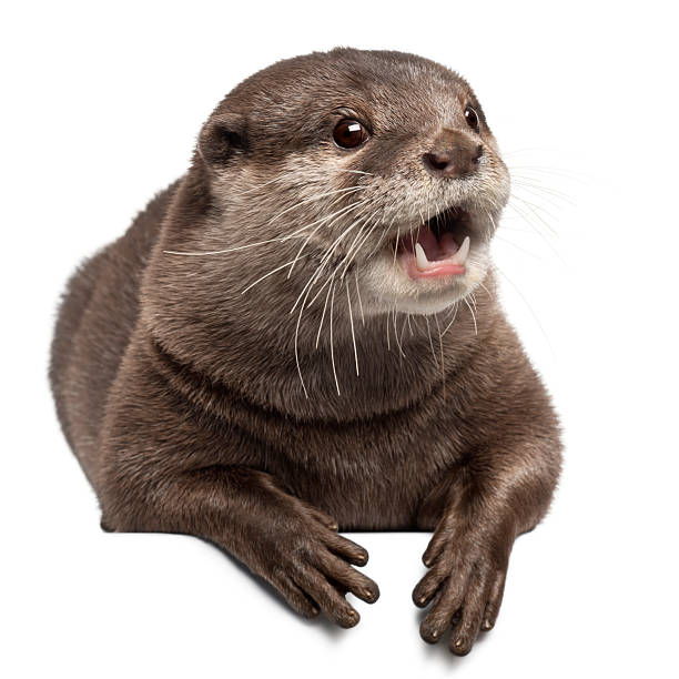 istock Photograph of small otter isolated on white background 471287061