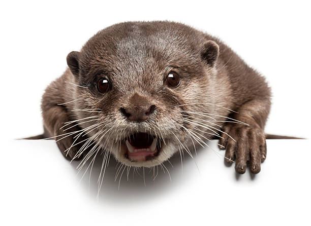 istock Oriental small-clawed otter, Amblonyx Cinereus, with mouth open, white background 471287065
