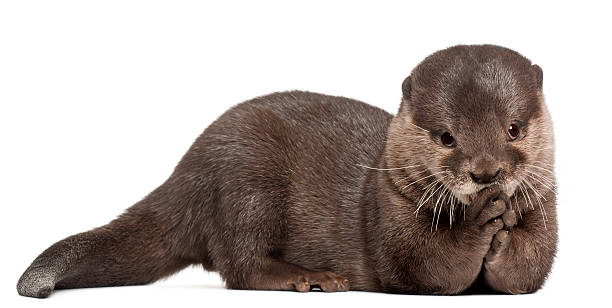 istock Oriental small-clawed otter, 5 years old, lying, white background 471287067