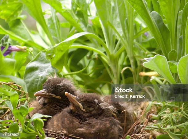 Chillen Vögelblackbird Babys 9 Tage Stockfoto und mehr Bilder von Blatt - Pflanzenbestandteile - Blatt - Pflanzenbestandteile, Drei Tiere, Entspannung