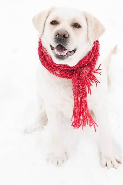 istock Winter dog portrait 471287639