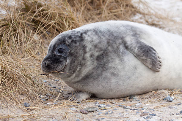 istock Gray Seal Pup on Helgoland Dune 471288565