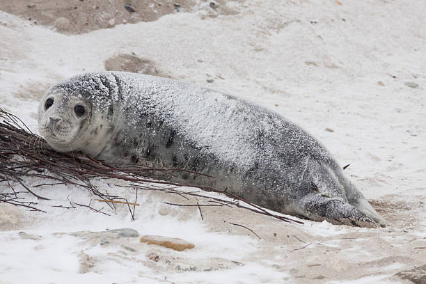 Gray Seal Pup on Helgoland Dune stock photo