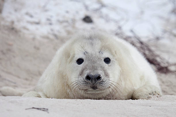 istock Gray Seal Pup on Helgoland Dune 471288795