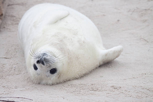 cría de foca gris en helgoland dunas - foca fotografías e imágenes de stock