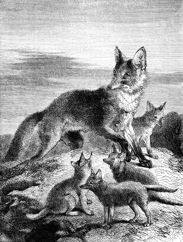 A vixen with her cubs: illustration from 