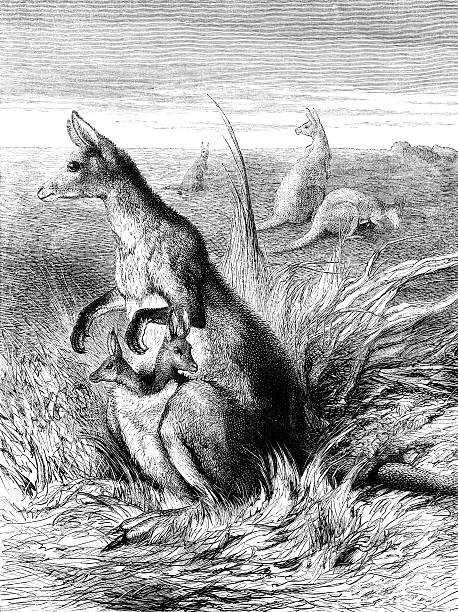Mother kangaroo with two joeys in her pouch A female kangaroo carrying two joeys in her pouch. Illustration from "The Children's Friend" Vol XIII, published by Seeley, Jackson & Halliday, S.W Partridge & Co. in 1873. joey stock illustrations