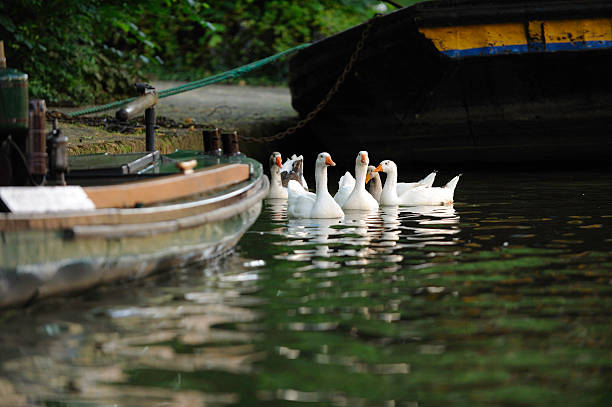 istock Geese in a canal with boats 471289189